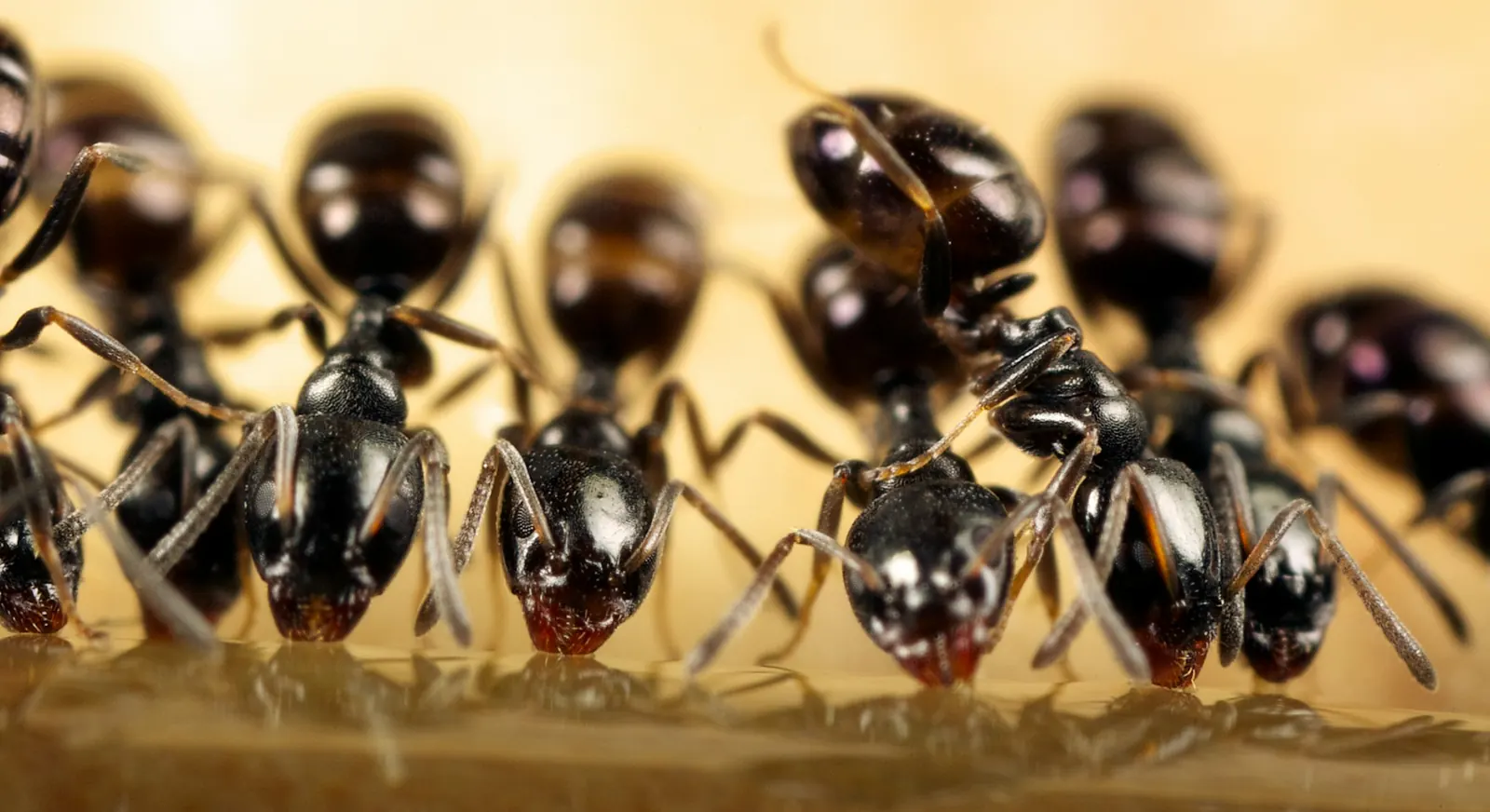Colonie de fourmis